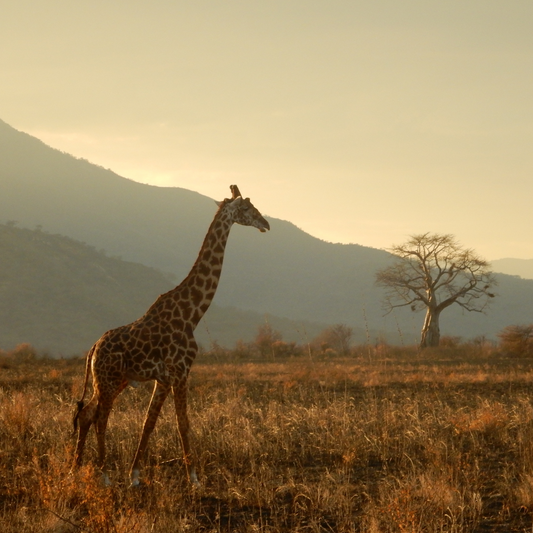 Au cœur sauvage du Kenya : Vivez l'expérience ultime du safari